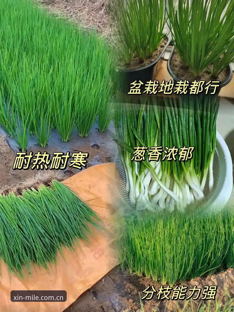 揭秘迪亚洛草地爆发的三重密码：从第91位到掀翻50号种子的晋级之路